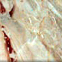 Breccia Oniciata